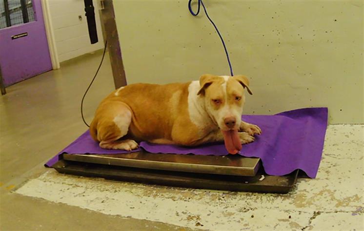 Adoptable pet photo