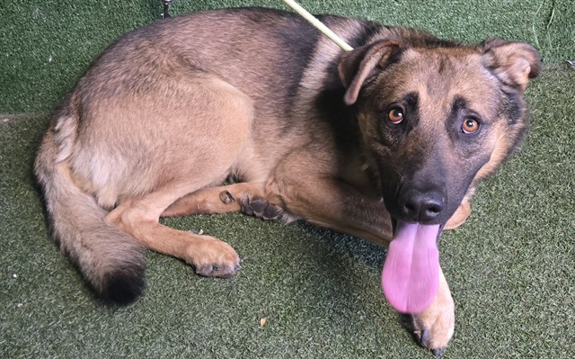 Adoptable pet photo