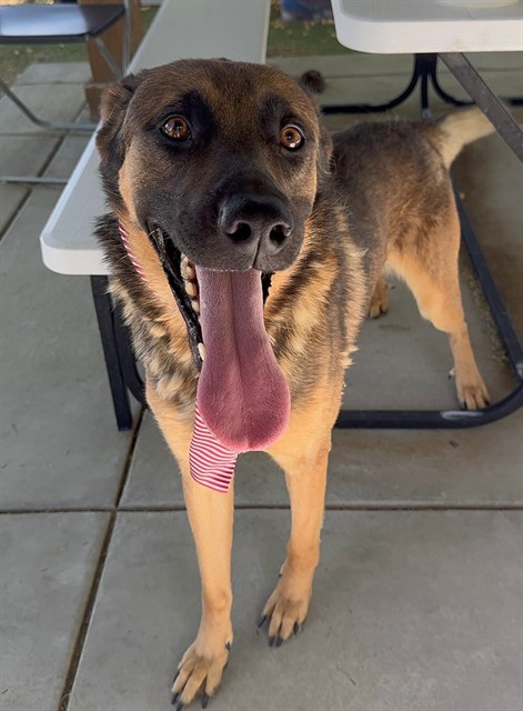 Jerry, a German Shepherd, available for adoption