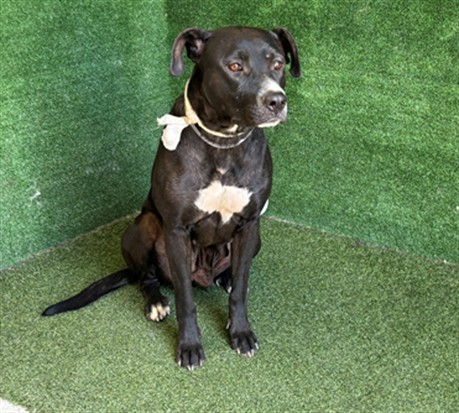 Penny, a Pit Bull Terrier, available for adoption