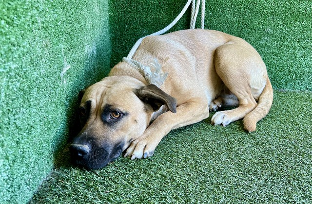 Vanessa, a Pit Bull Terrier, available for adoption