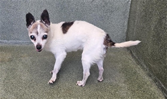 Oscar, a Chihuahua, available for adoption