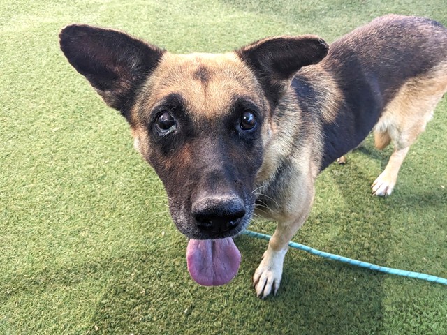 Miriam, a German Shepherd (mix breed), available for adoption