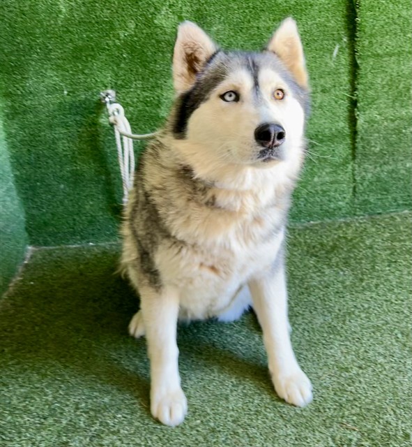 Chiquita, a Siberian Husky, available for adoption