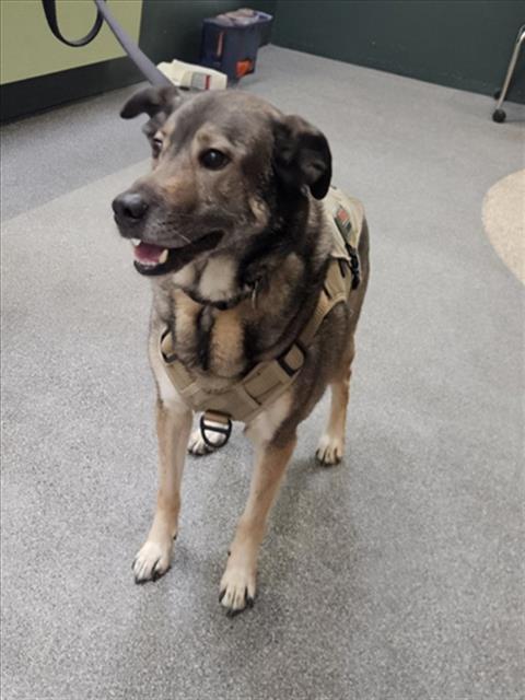 Mavis, a German Shepherd, available for adoption