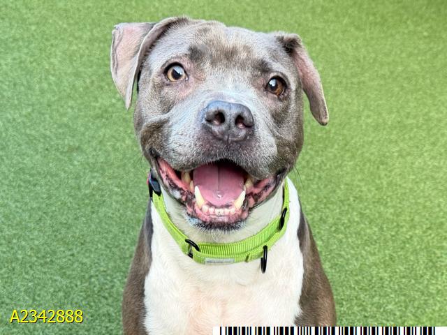 Quinton, a Pit Bull Terrier, available for adoption