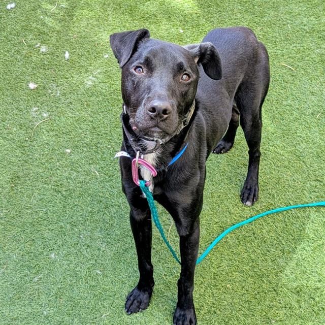 Choso, a Pit Bull Terrier, available for adoption