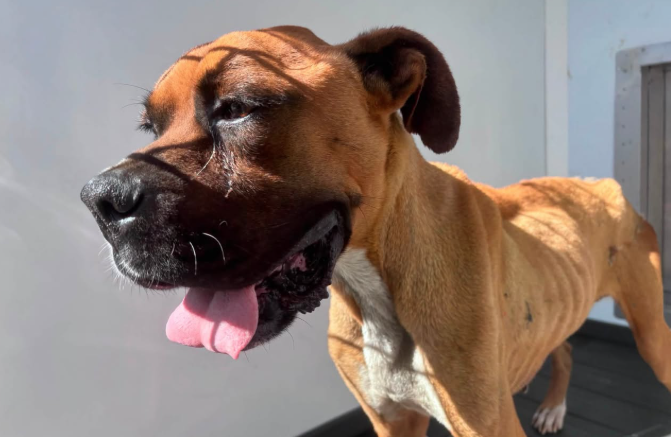 Brownie, a Boxer, available for adoption