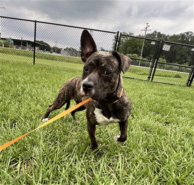 Tammy, a American Bulldog (mix breed), available for adoption