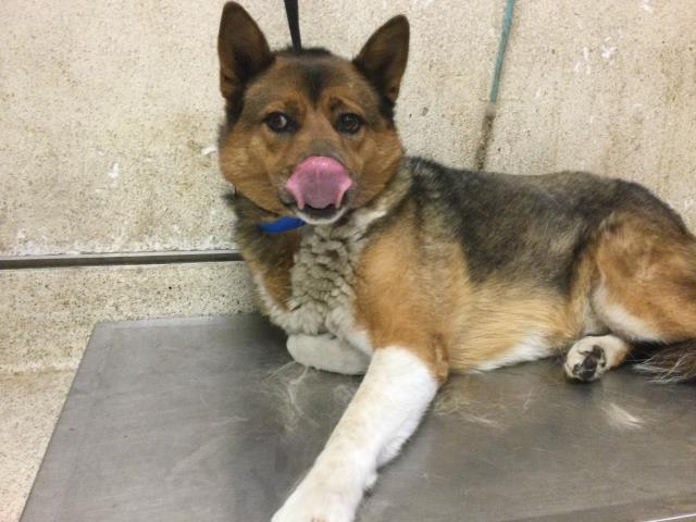 Floof, a Akita (mix breed), available for adoption