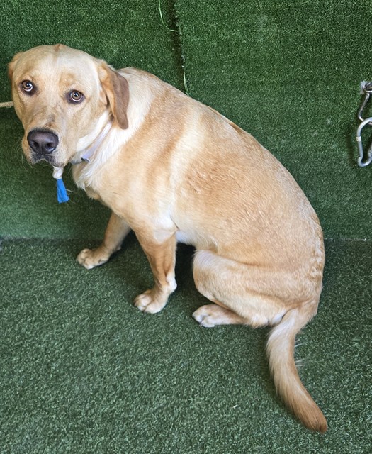 Teddy, a Golden Retriever, available for adoption