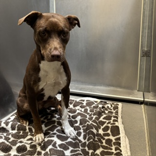 Penny, a Pit Bull Terrier, available for adoption