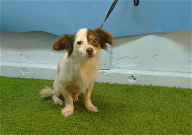 Brownie, a Chihuahua, available for adoption