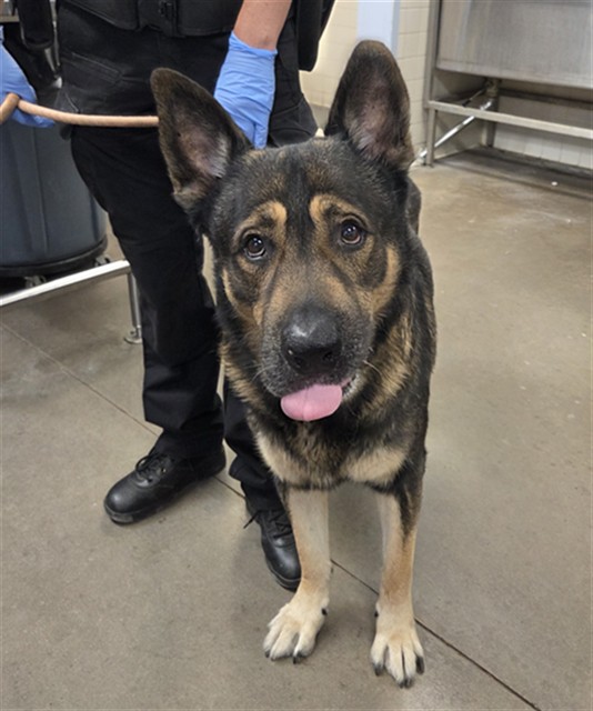 Name Unknown, a German Shepherd (mix breed), available for adoption