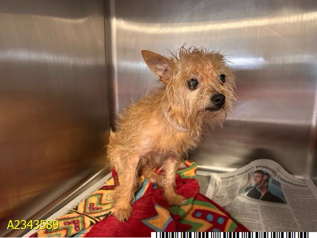 Coco, a Yorkshire Terrier Yorkie (mix breed), available for adoption
