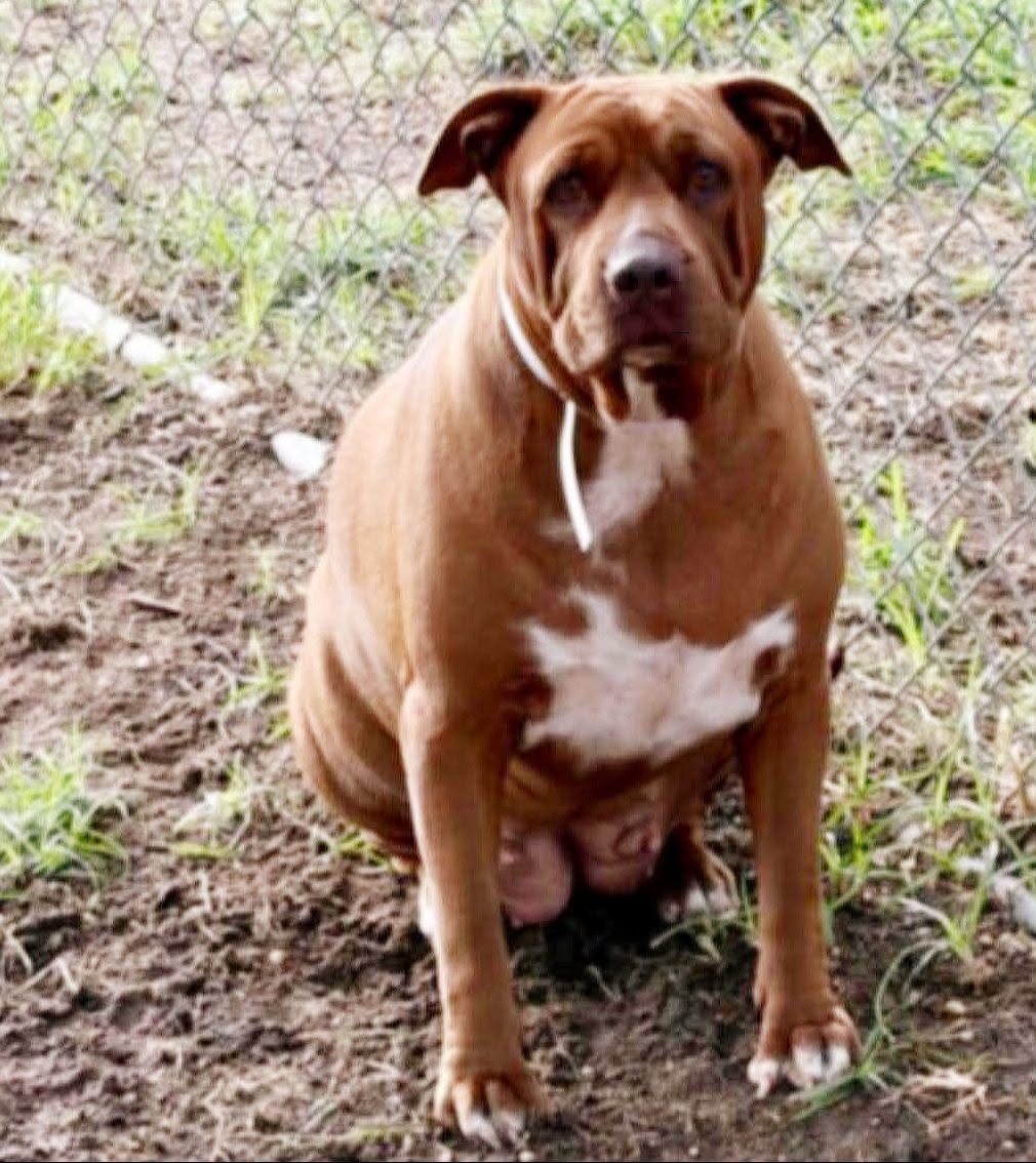 Roczy, a American Bulldog, available for adoption