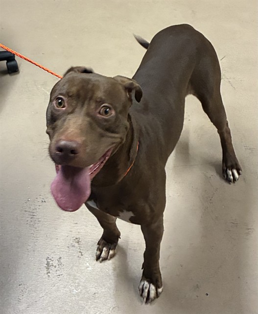 Jimmy, a Pit Bull Terrier, available for adoption
