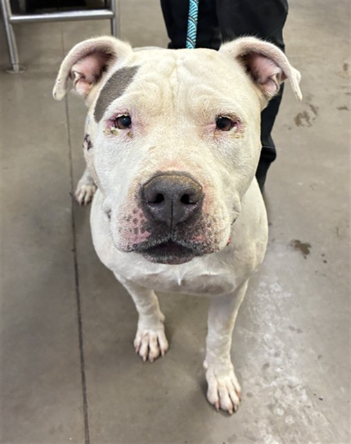 Name Unknown, a American Bulldog (mix breed), available for adoption