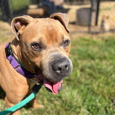 Big Red, a Pit Bull Terrier (mix breed), available for adoption