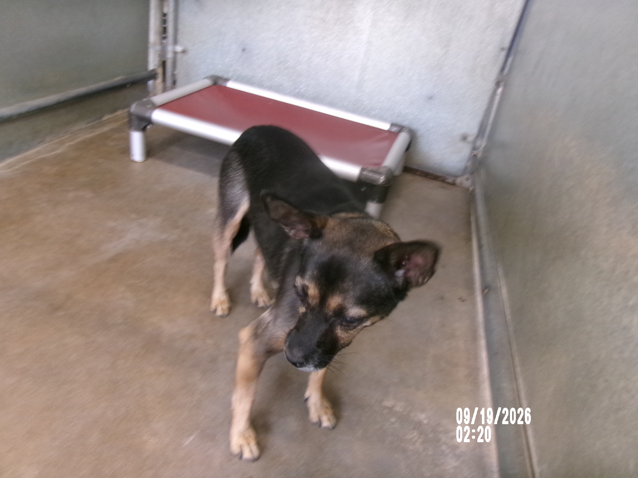 Pebbles, a Chihuahua (mix breed), available for adoption