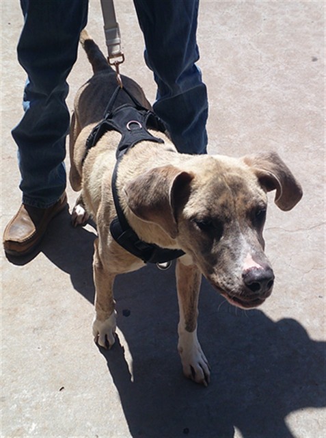 Wagon, a Pit Bull Terrier, available for adoption