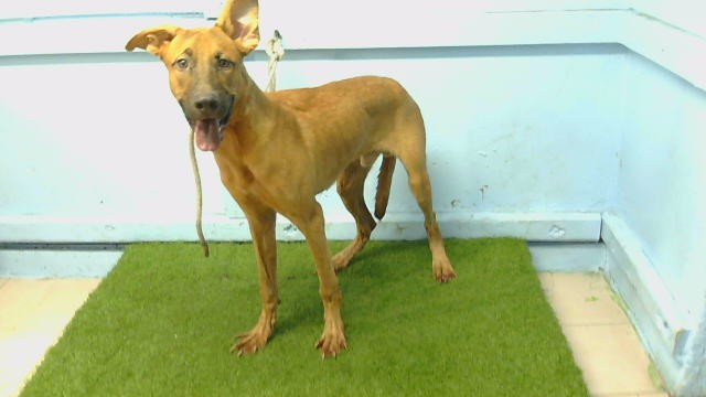 A5801785, a Belgian Shepherd Malinois, available for adoption