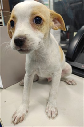 Torin, a Chihuahua, available for adoption