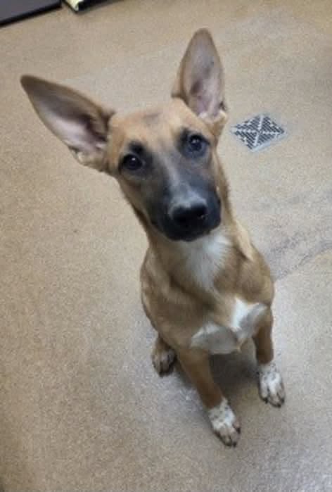 Maya, a Shepherd (mix breed), available for adoption
