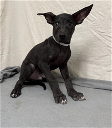 Multi, a German Shepherd, available for adoption