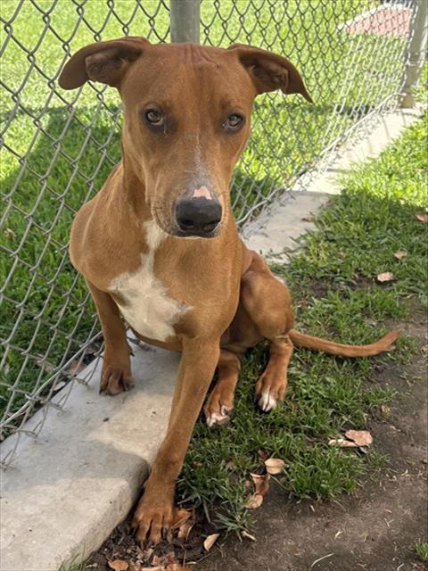 Tanner, a Rhodesian Ridgeback (mix breed), available for adoption