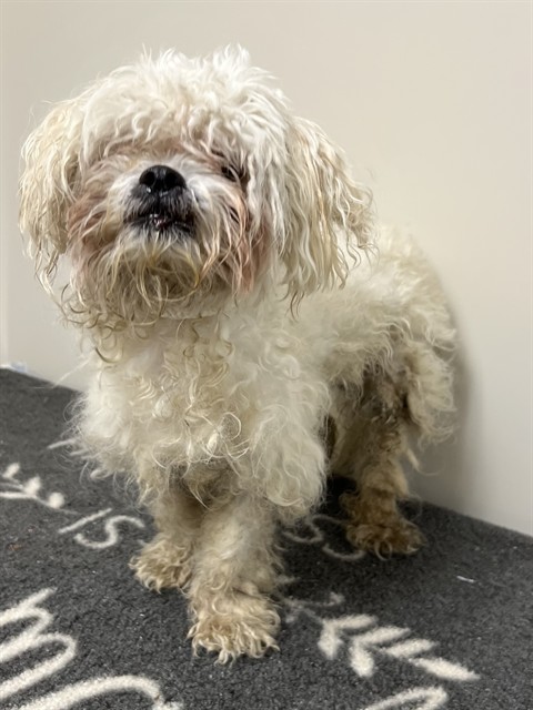 A5803136, a Maltese, available for adoption