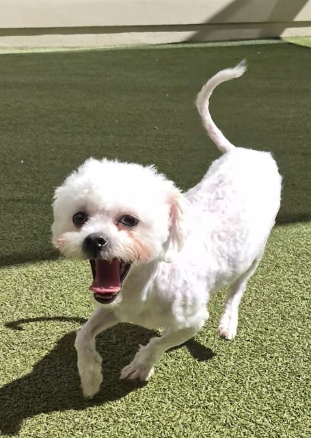 Barney, a Maltese, available for adoption