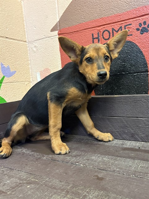 Dolphin, a German Shepherd, available for adoption