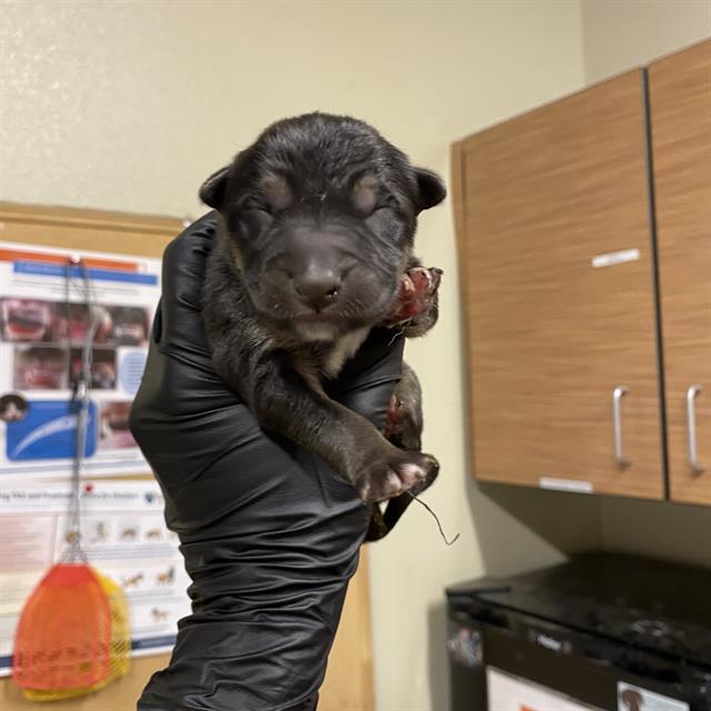 A614429, a German Shepherd, available for adoption