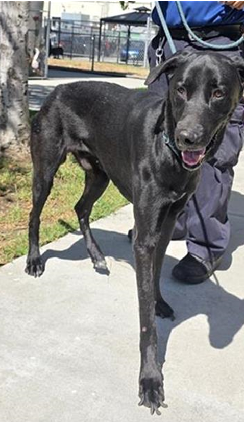 Hader, a Great Dane, available for adoption