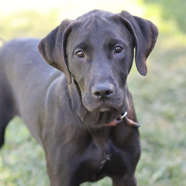Brennan, a Labrador Retriever, available for adoption