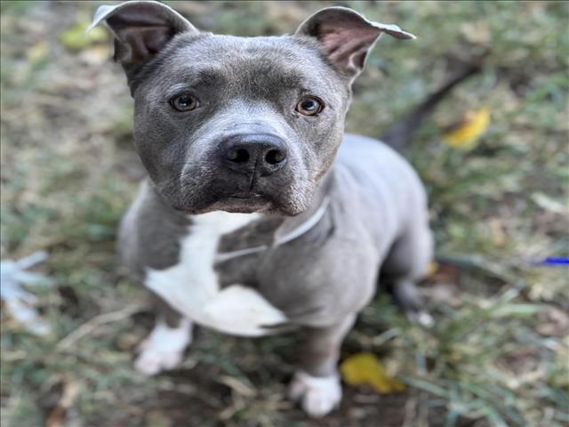 Prince Williams, a Staffordshire Bull Terrier (mix breed), available for adoption