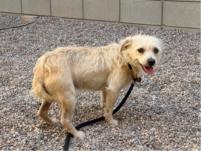 Diego, a Border Terrier (mix breed), available for adoption