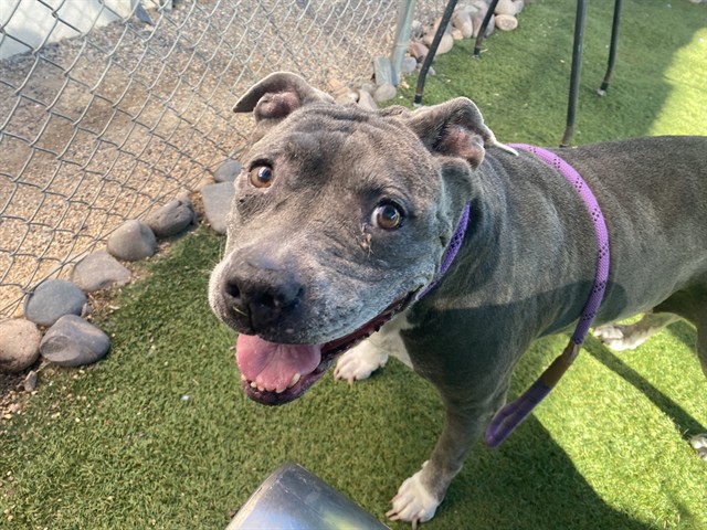 Mrs Cleats, a Bullmastiff (mix breed), available for adoption