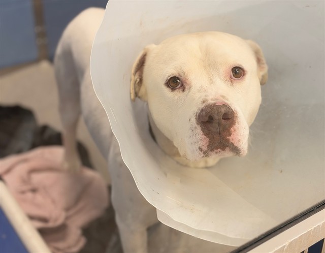 Yuki, a Pit Bull Terrier (mix breed), available for adoption