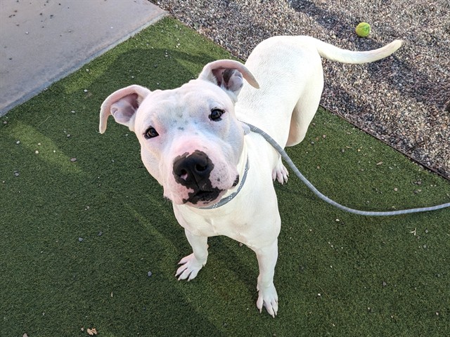 Aries, a Bullmastiff (mix breed), available for adoption