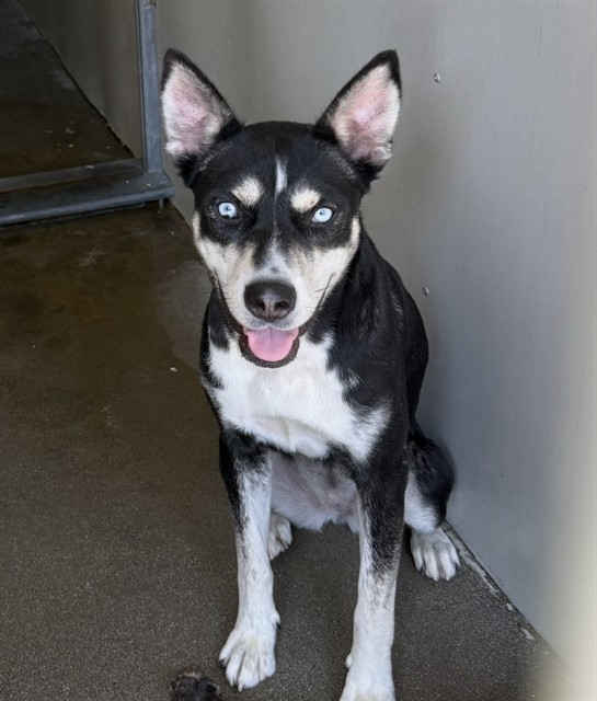 Lily, a German Shepherd (mix breed), available for adoption