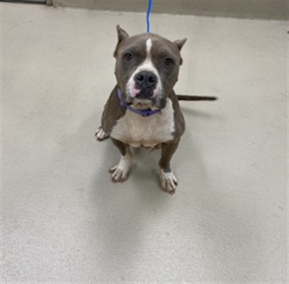 Honey, a Pit Bull Terrier (mix breed), available for adoption