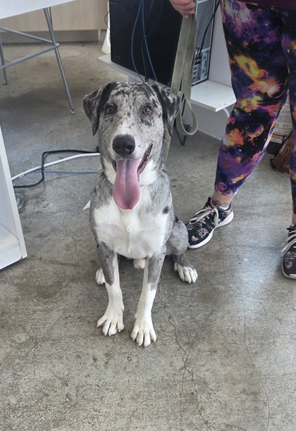 Cooper, a Catahoula Leopard Dog, available for adoption