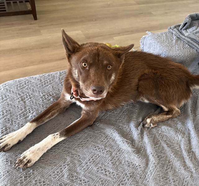 Yahoo, a Siberian Husky (mix breed), available for adoption