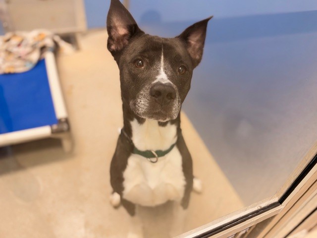 Kano, a Pit Bull Terrier (mix breed), available for adoption