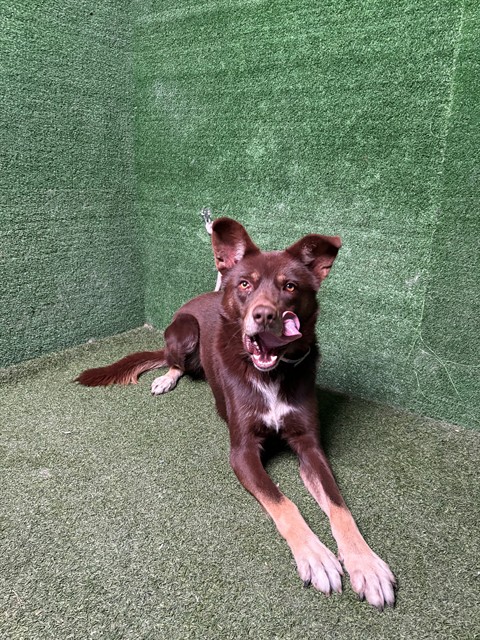 A5807406, a Siberian Husky, available for adoption