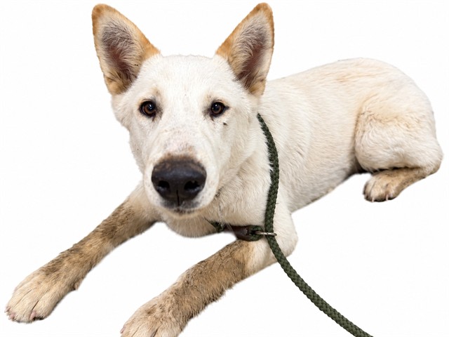 Gorak, a Husky, available for adoption