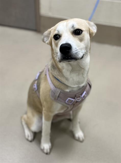Bell, a Retriever, available for adoption