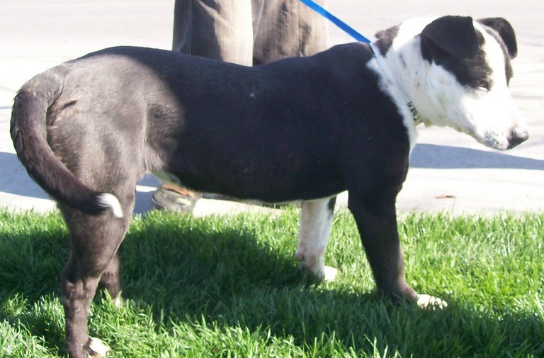 Other Photos of thie Dog